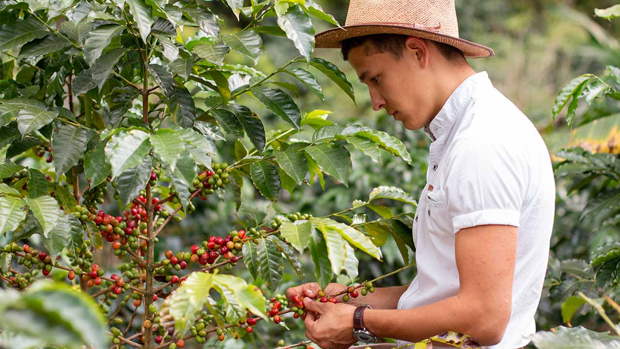 Best El Salvador Coffee Brands